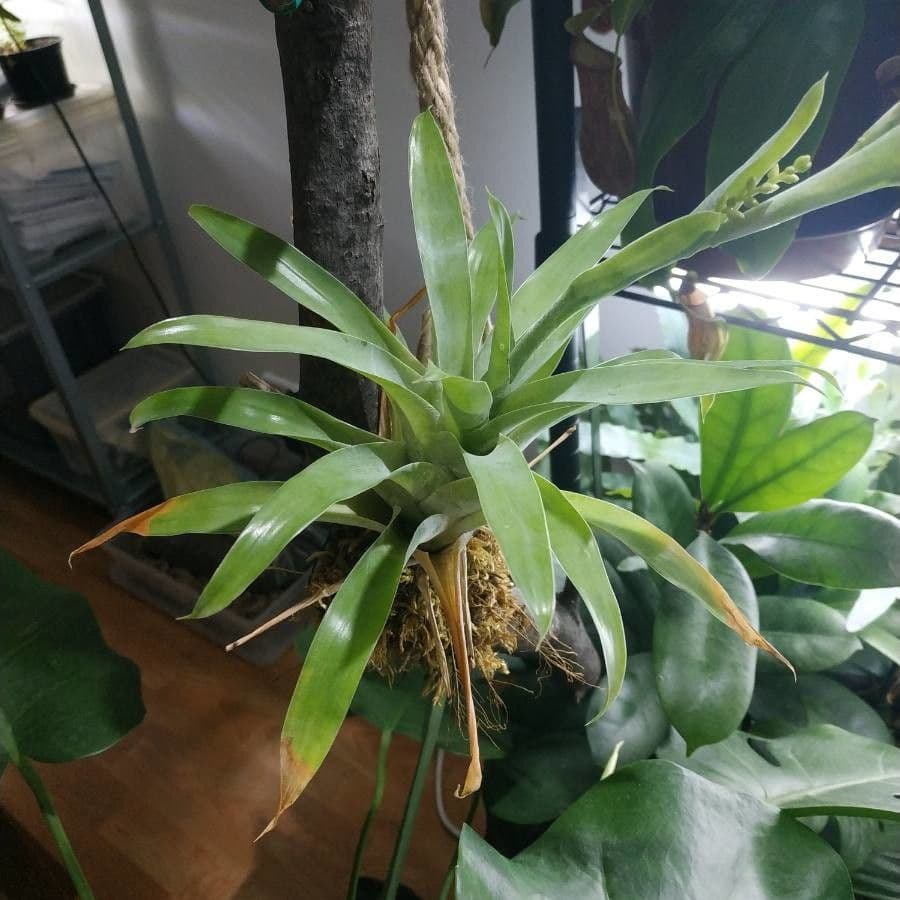 Catopsis sessiliflora 20