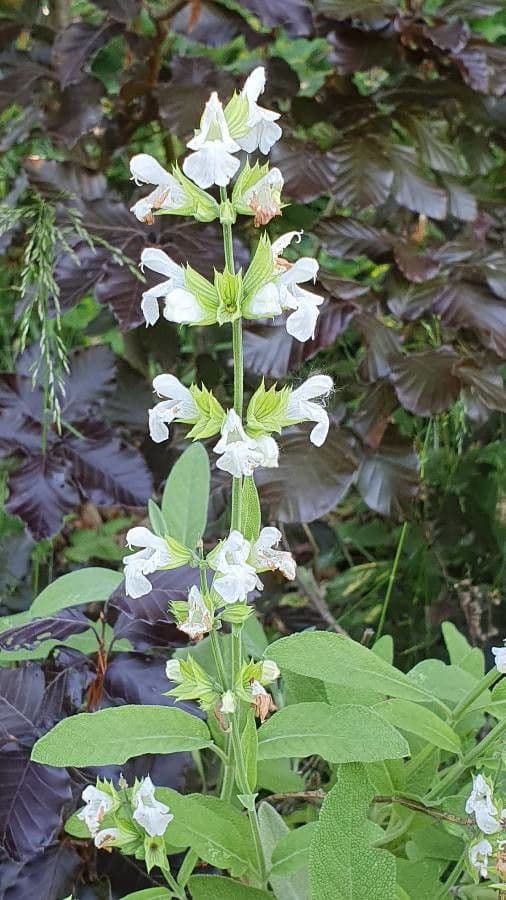 Salvia reflessa 5