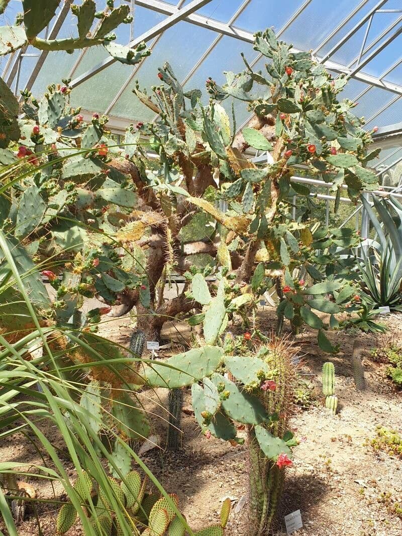 Agave