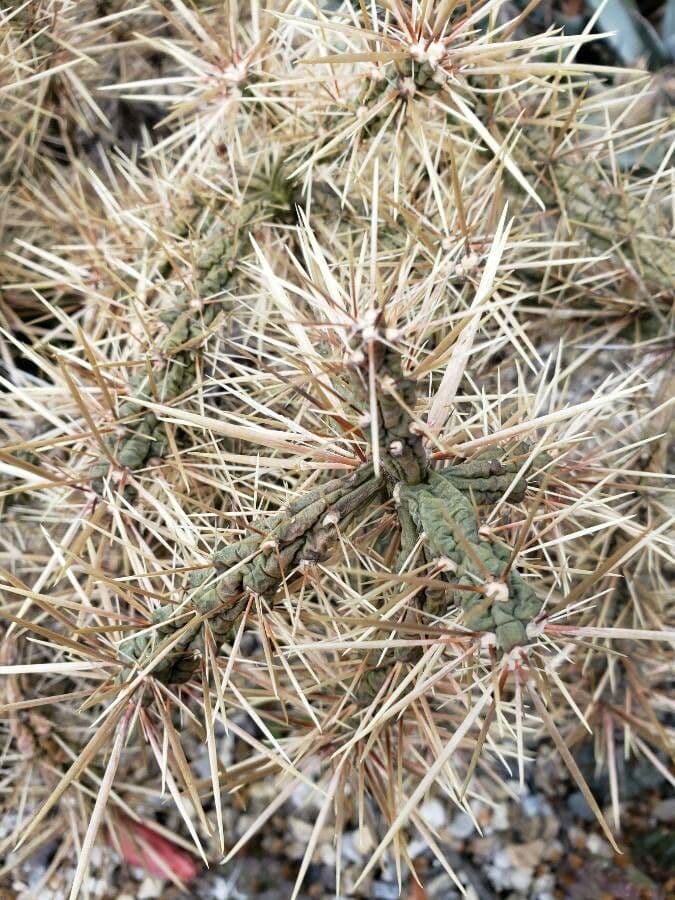 Cylindropuntia Davisa 2