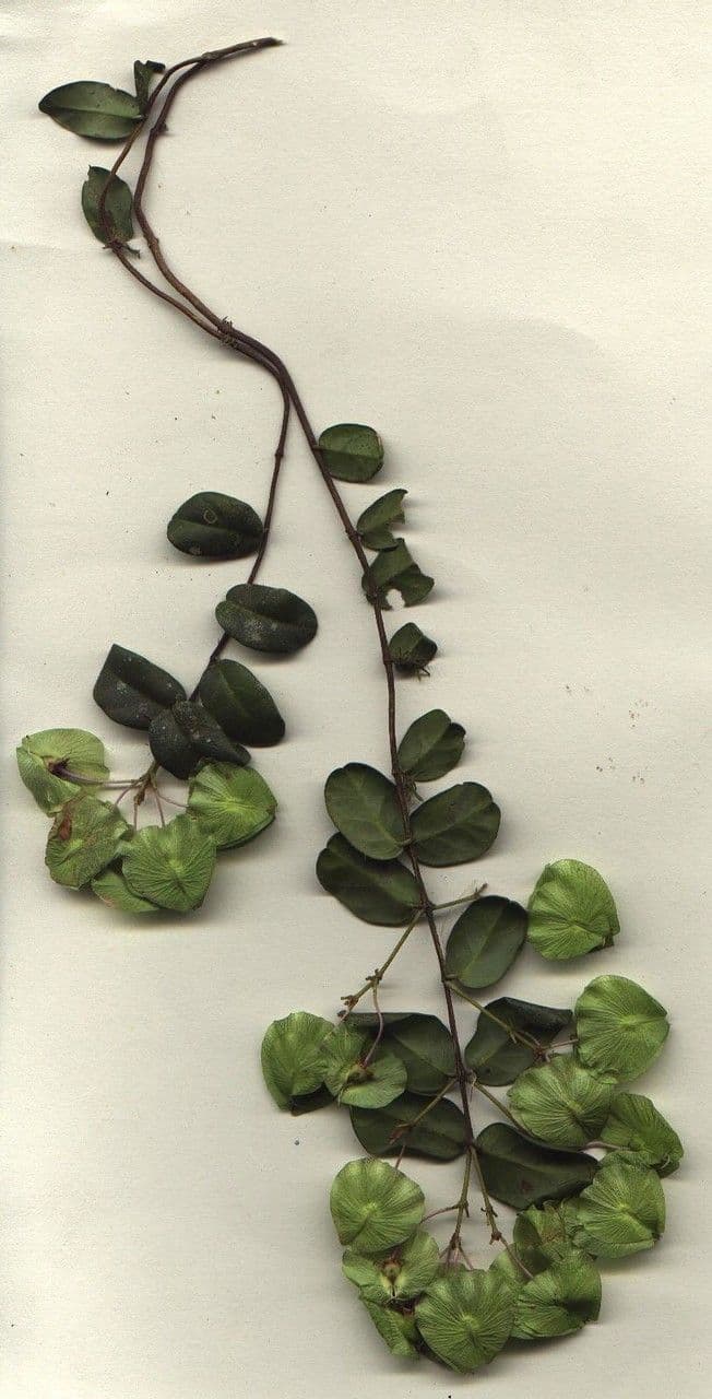 Heidelbeerblättrige Mascagnia 19