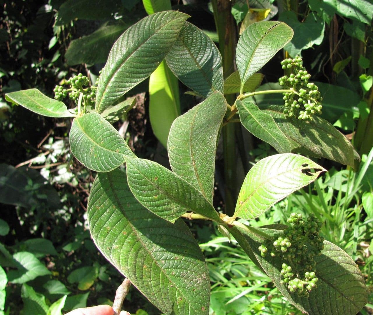 Psychotria 8