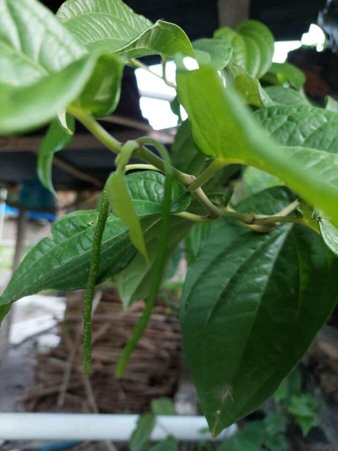 Kajep pepper
