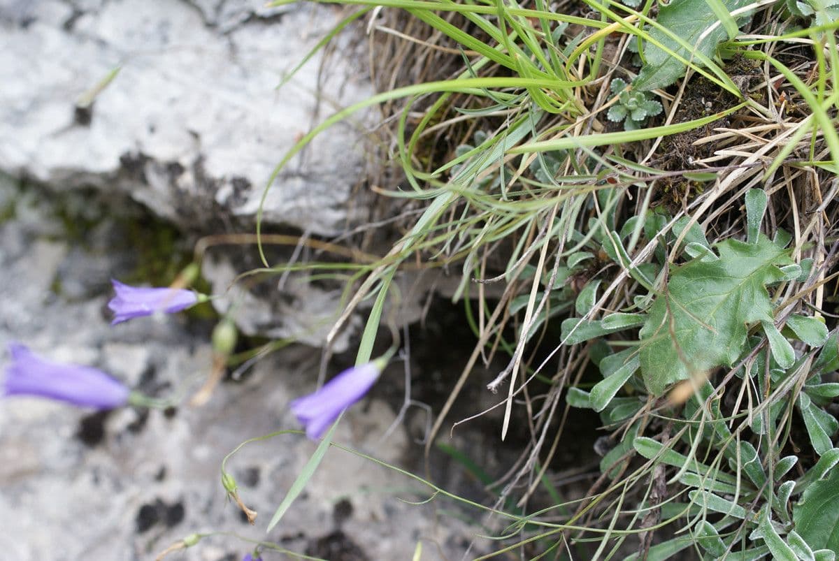 Campanula stenocodon 8