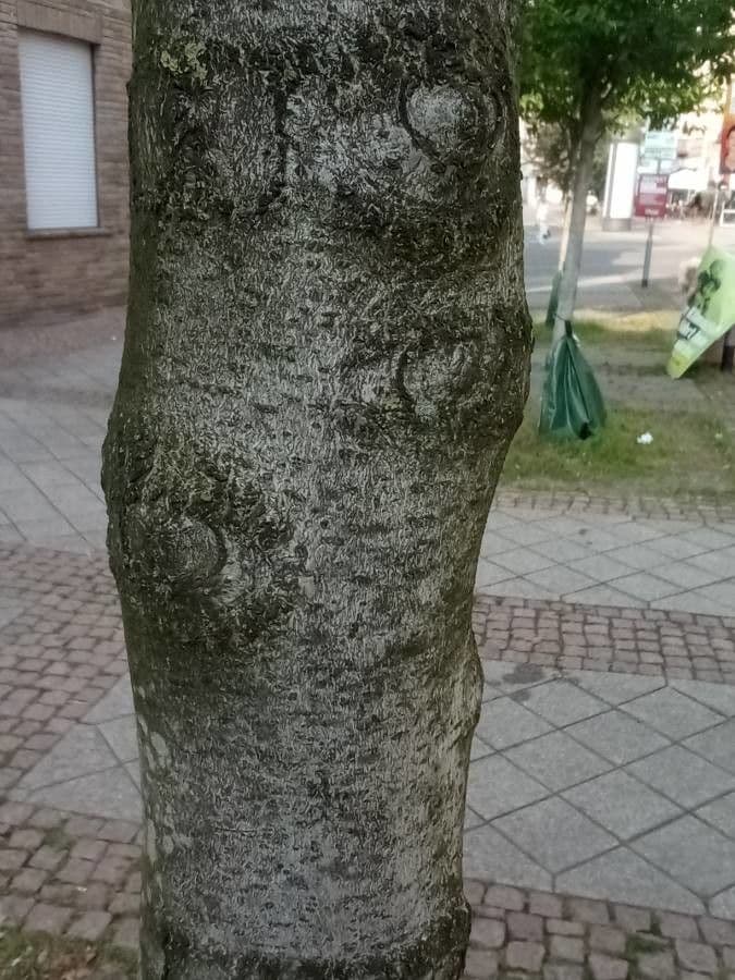 Šácholan kobus 22