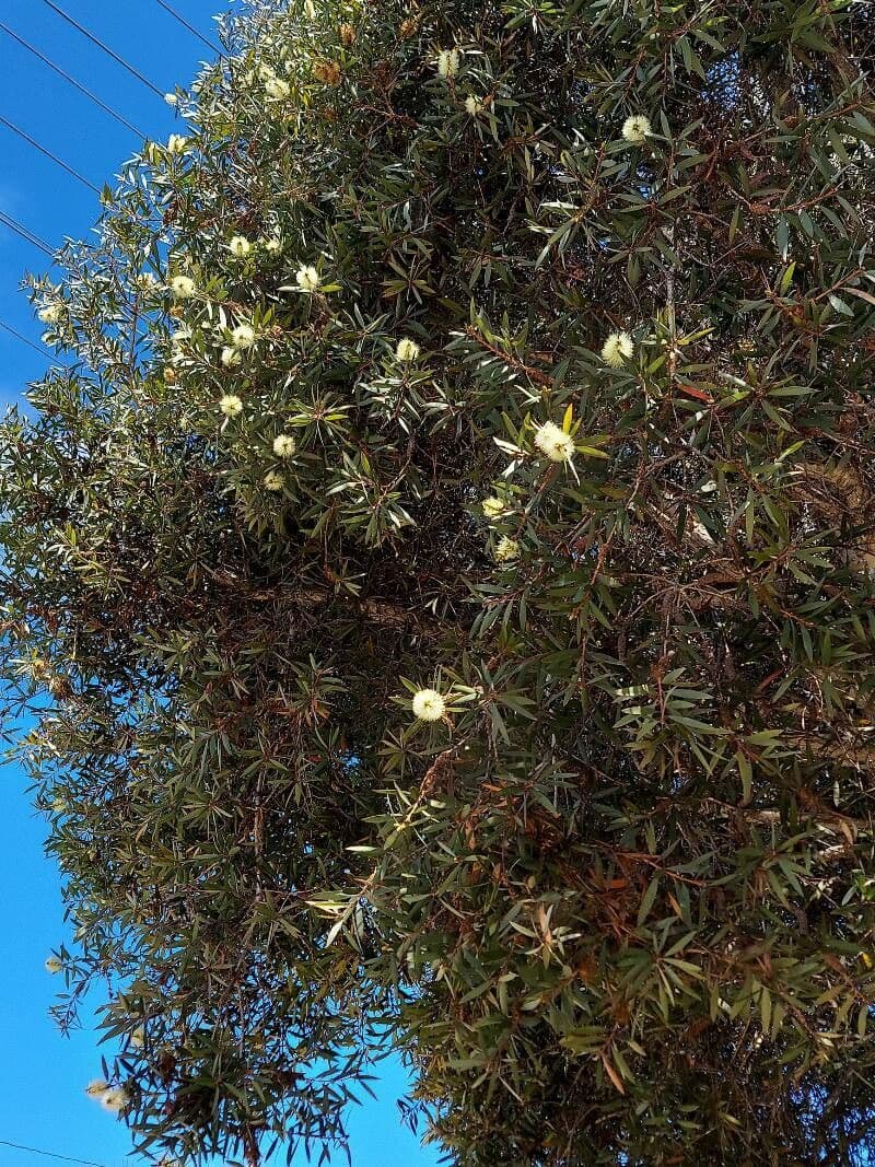 Fünfnerviger Teebaum 15