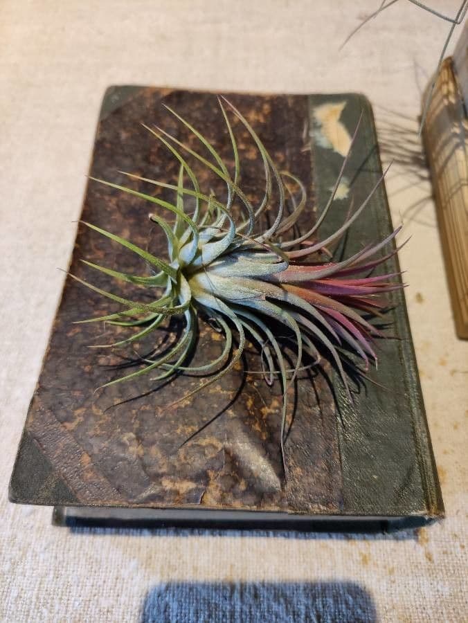 Tillandsia ionantha 16