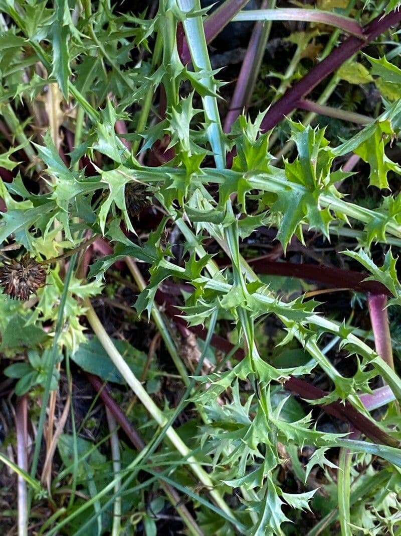 Silberdistel 19