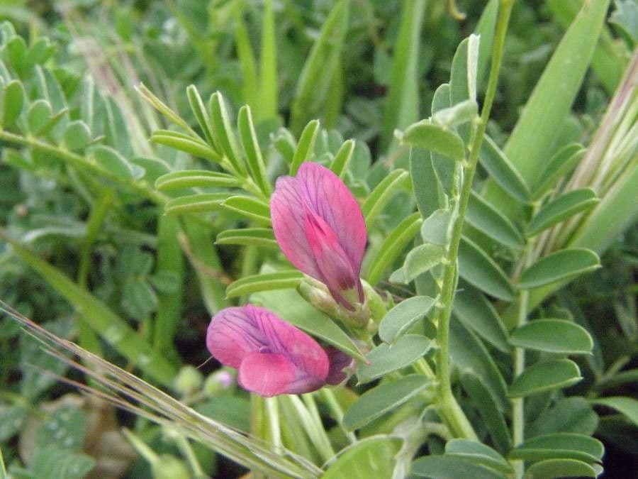 Vesce à une fleur 10