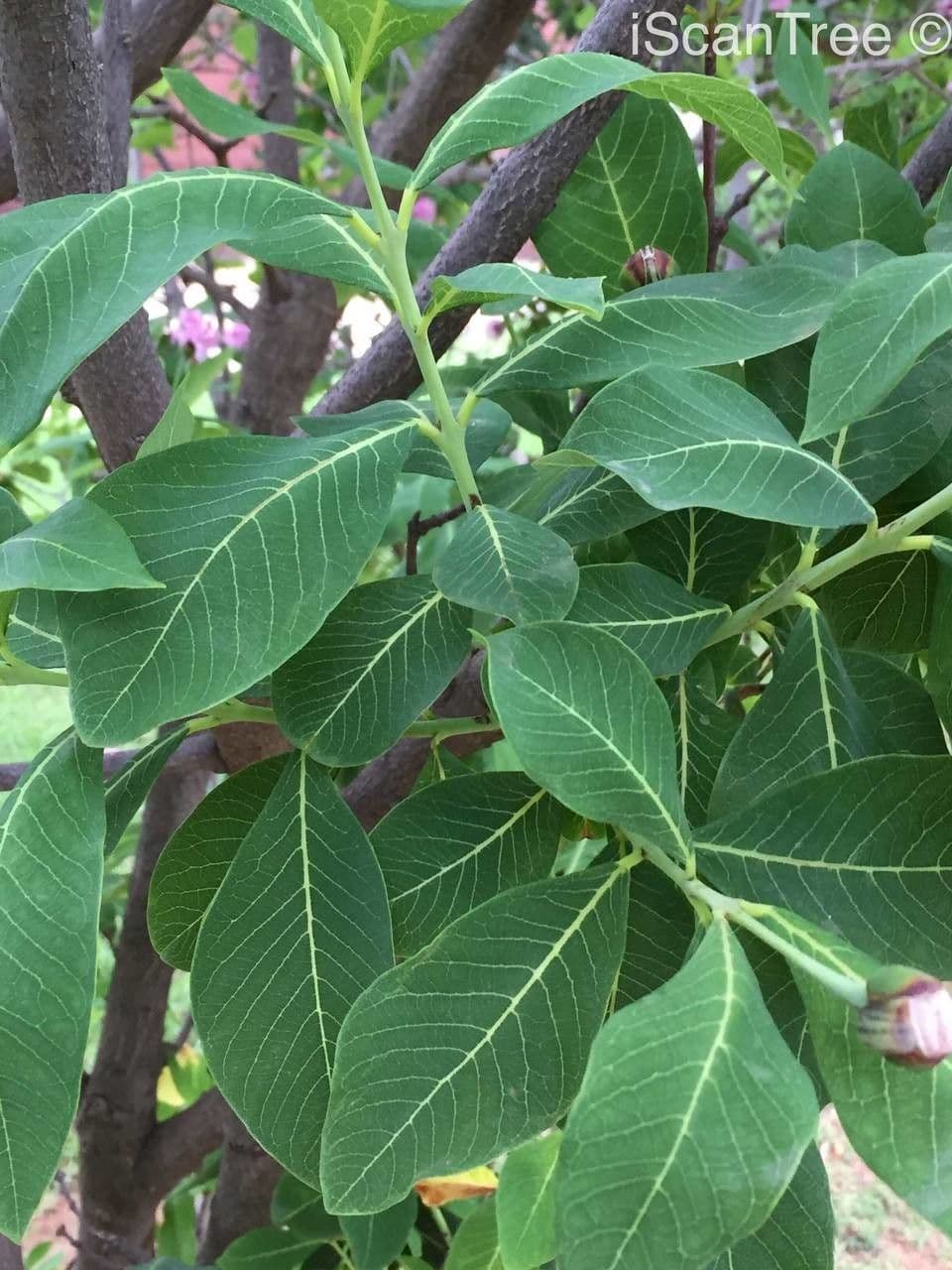 Dais cotinifolia 8