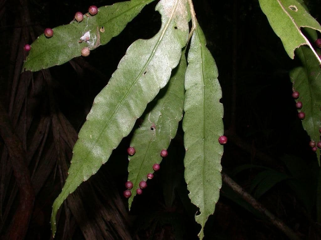 Pseudorhipsalis 3