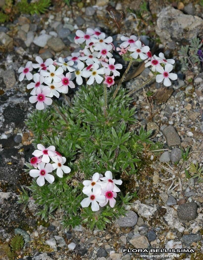 Androsace chamaejasme 10
