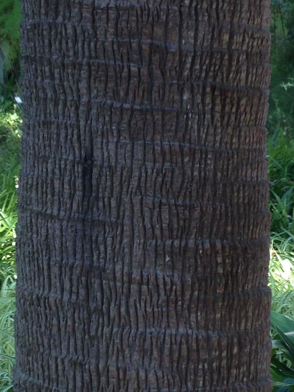 Palma australiana 11