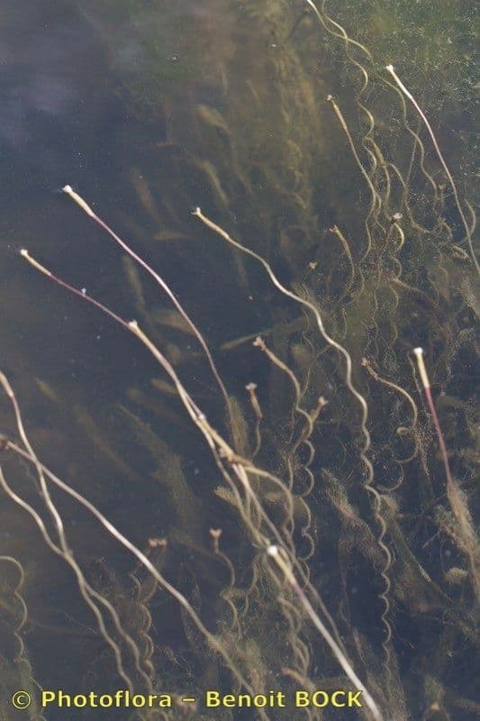 Vallisneria a spirale 4