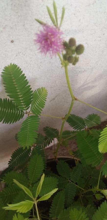 Sensitive mimosa 2