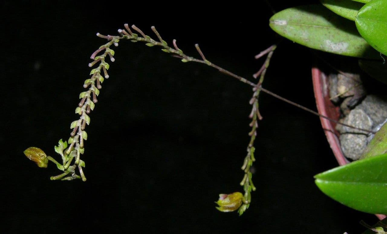 Scaphosepalum 8