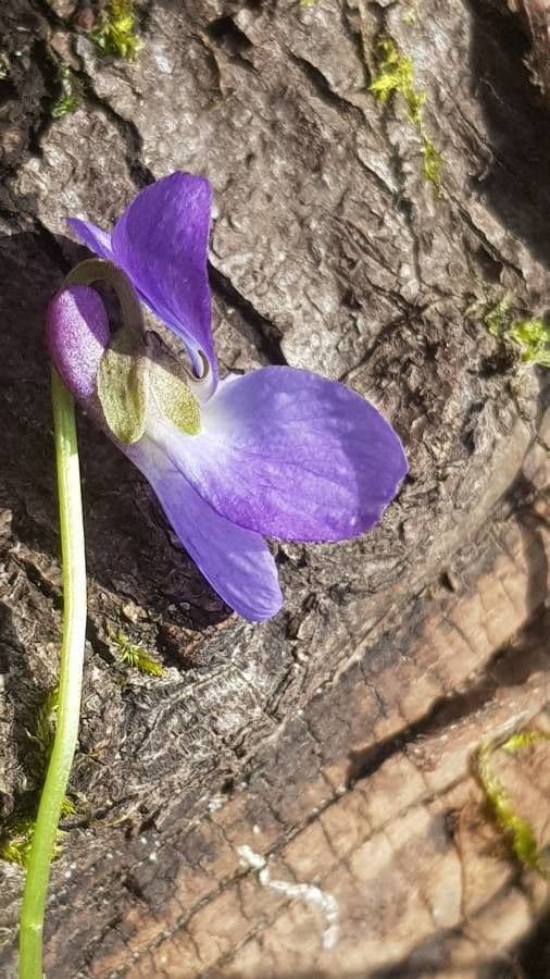 Viola pelosa 6