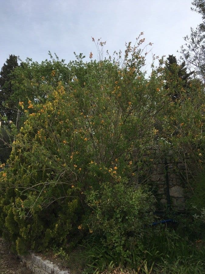 Cestrum arancione 8