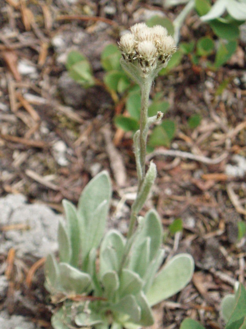 Antennaria lanata 8