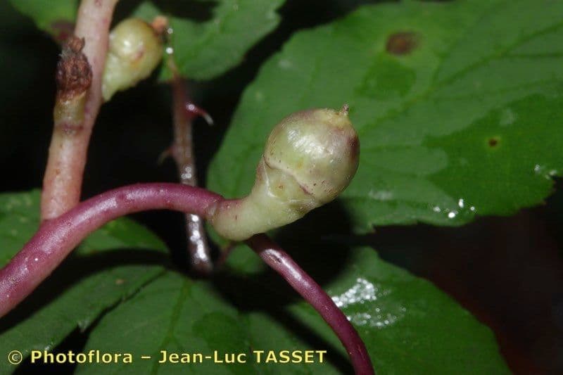 Cuscuta