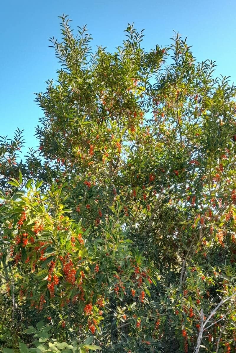 Citharexylum 12