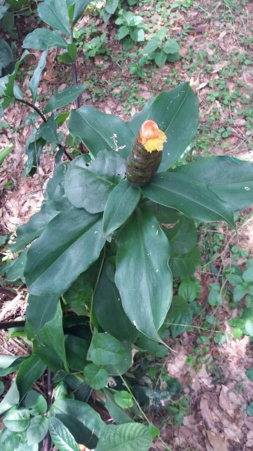 Costus 10