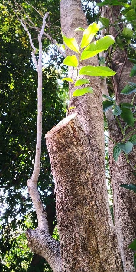 Hydnocarpus 7