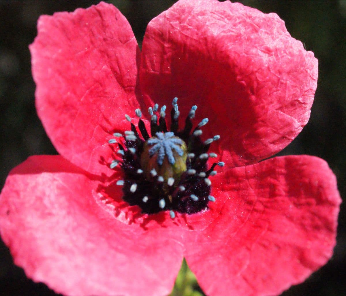 Bastard-Mohn 8