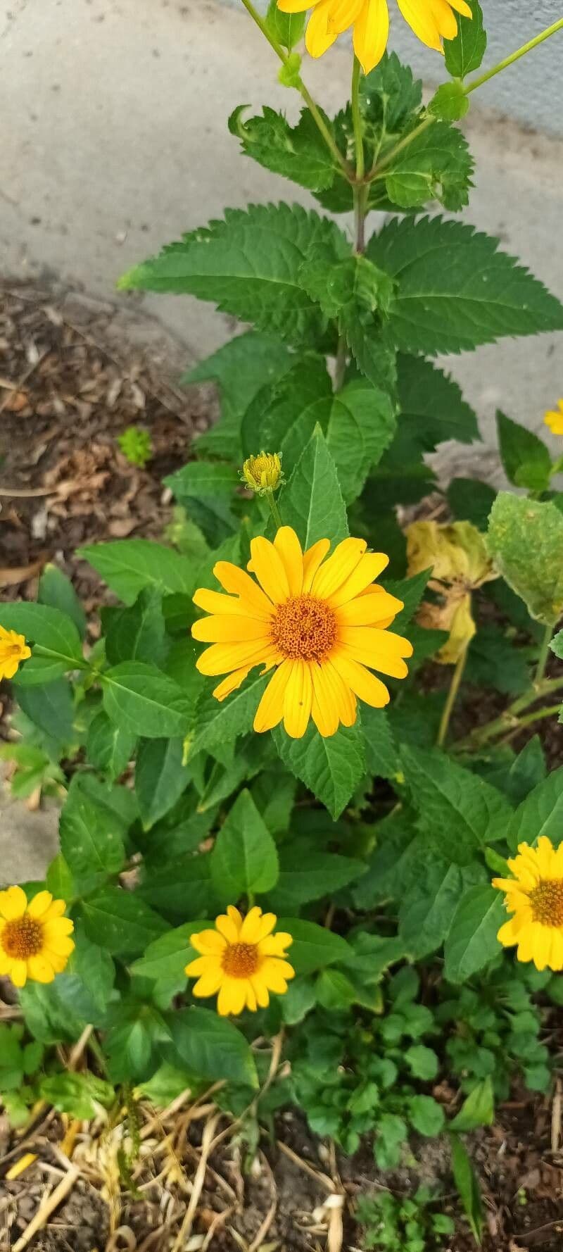 Heliopsis 13