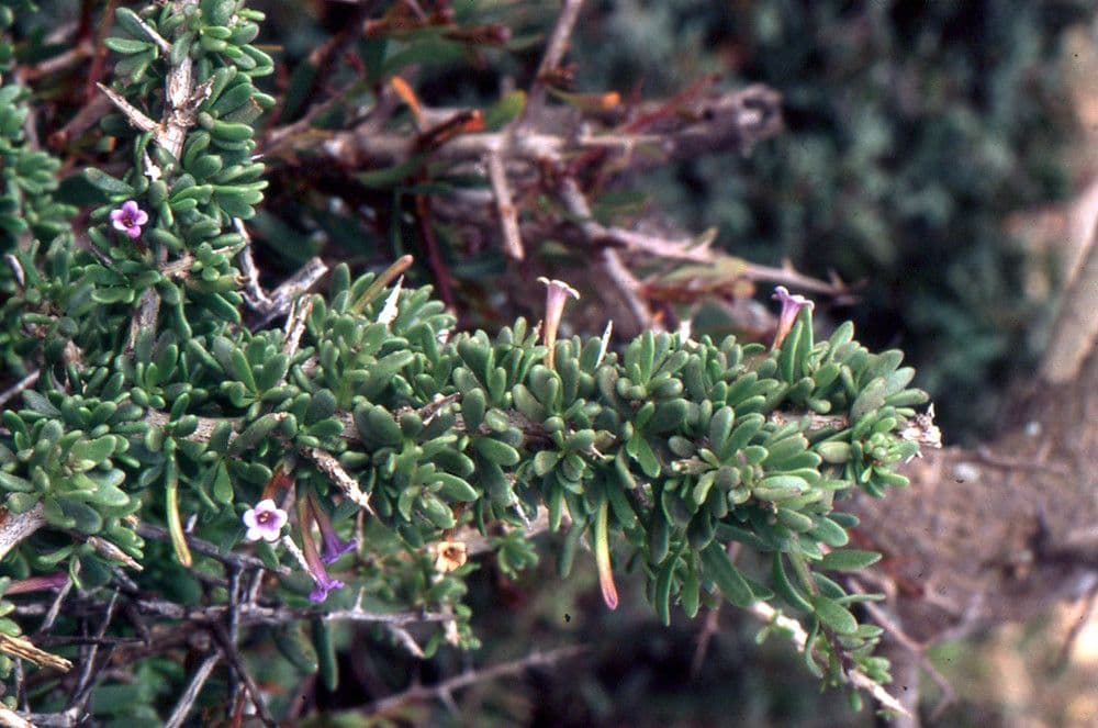 Licium 30