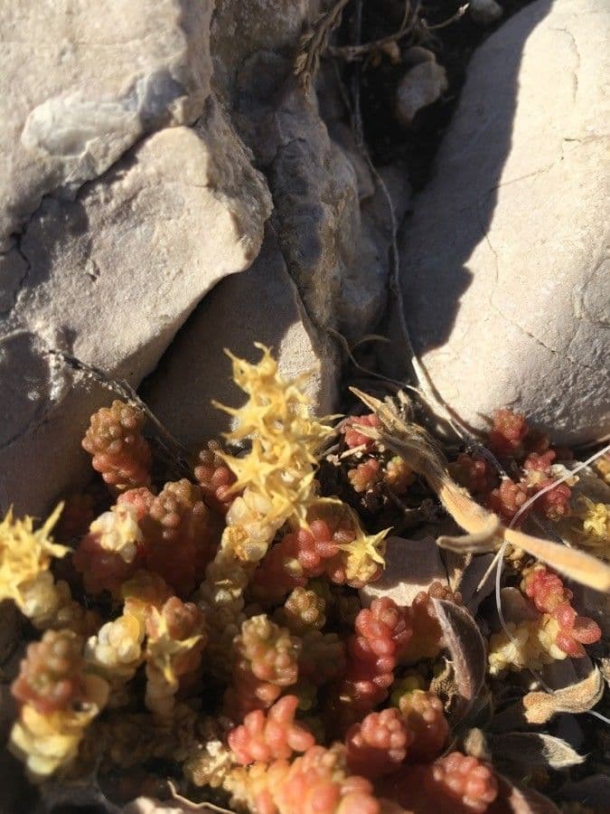 Sedum litorale 4
