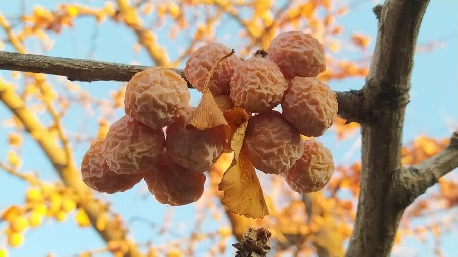 Ginkgo