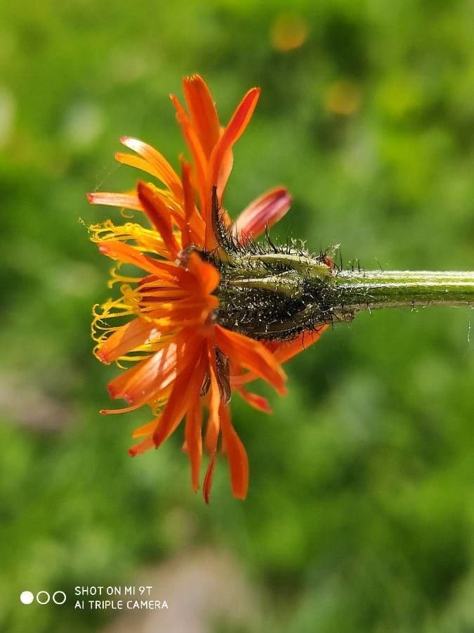 Crepis aurea 17