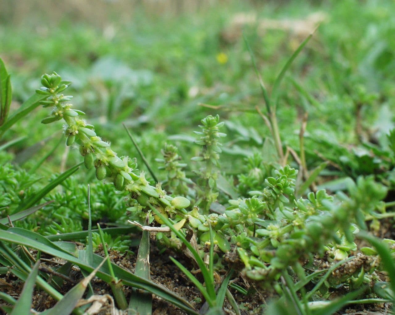 Valantia muralis 12