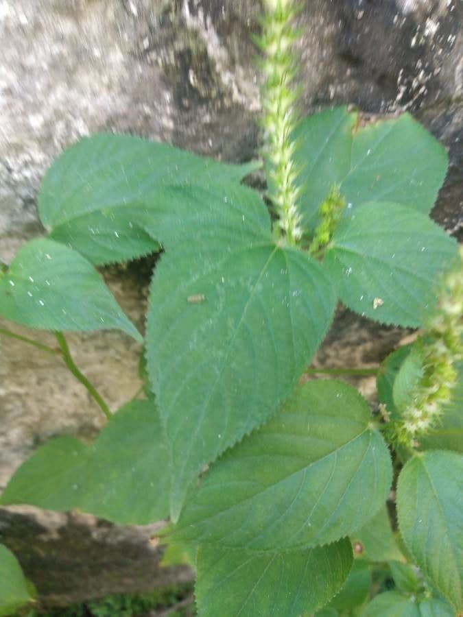 Acalypha 7