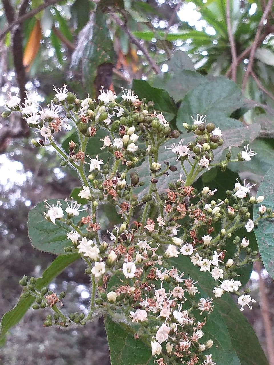 Ehretia 3