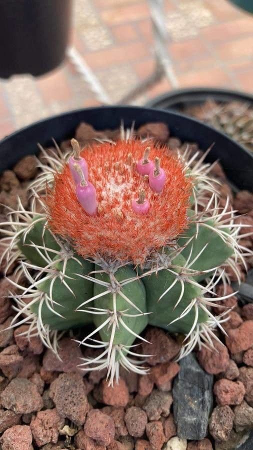 Melocactus nain 2