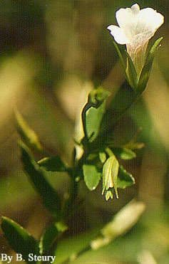 Mecardonia acuminata subsp. microphylla 2