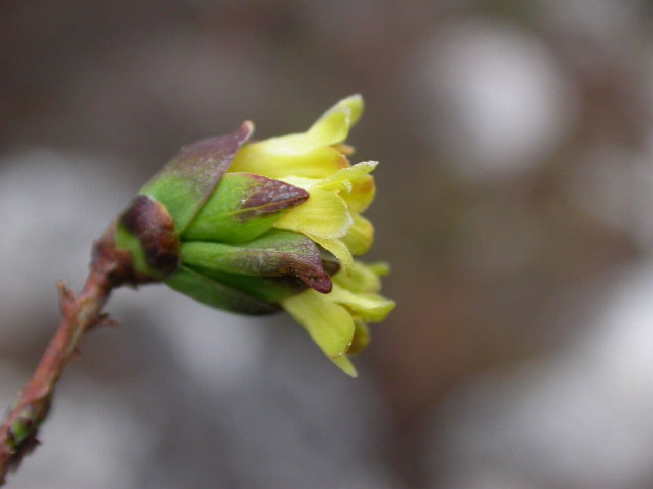 Caprifoglio 4