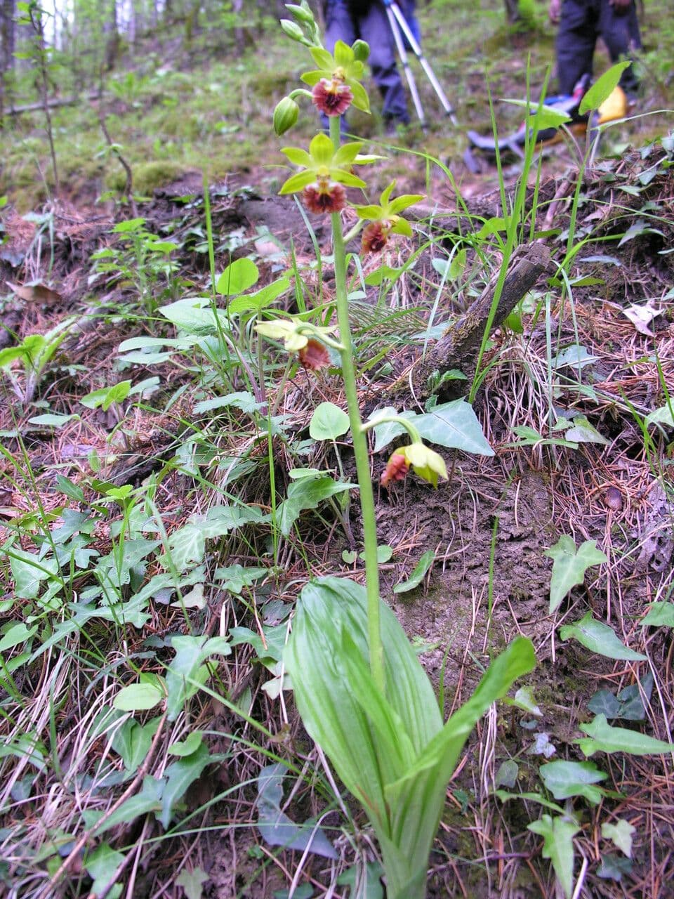 Calanthe