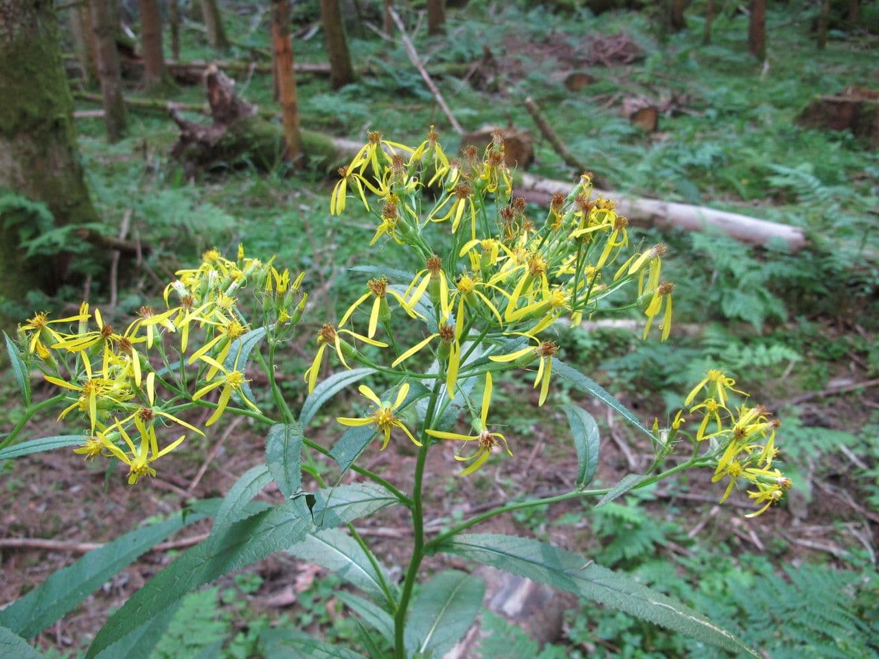 Senecio 8