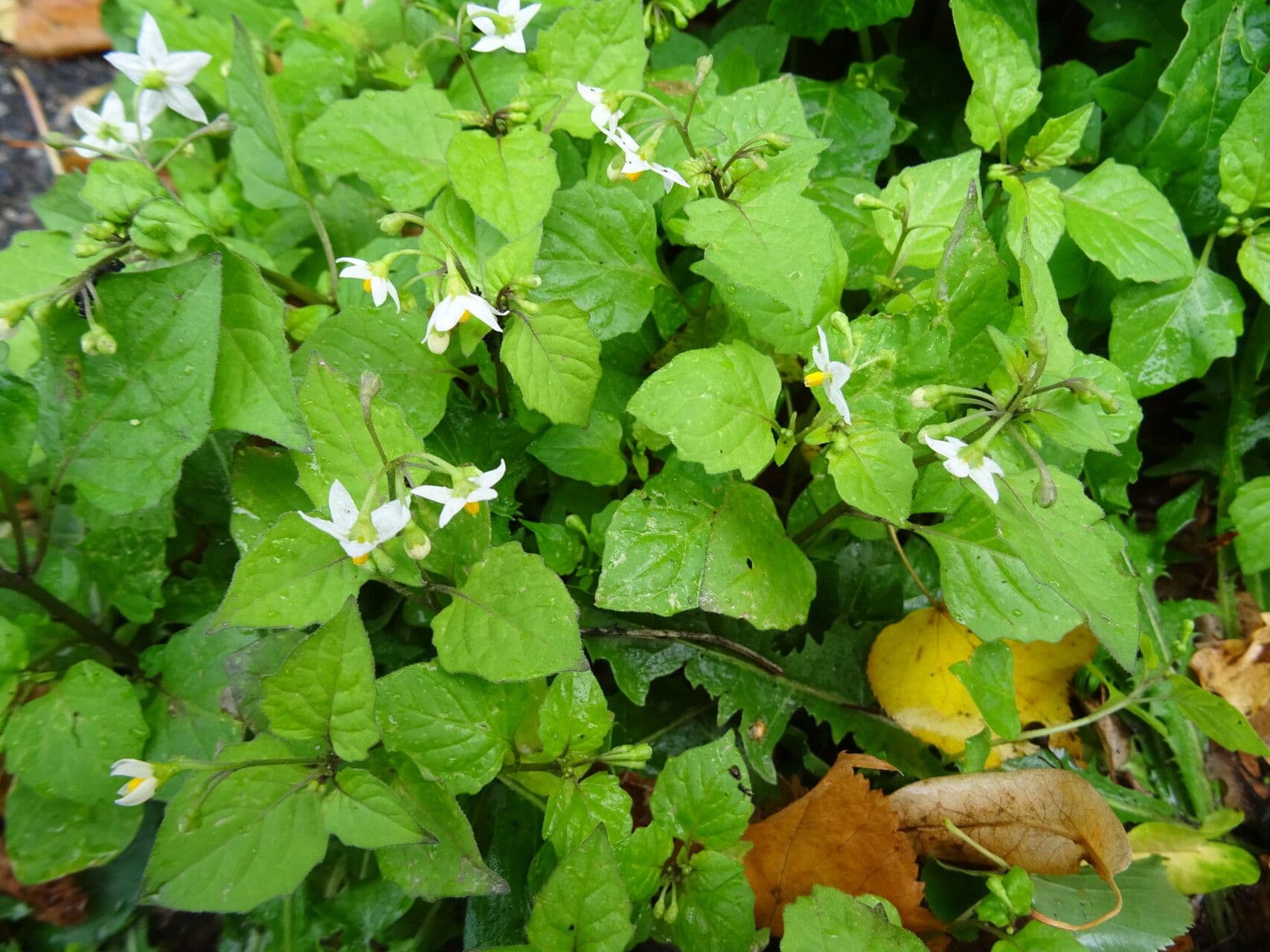 Solanum furcatum 6