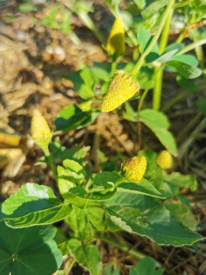 Acmella oleracea 2