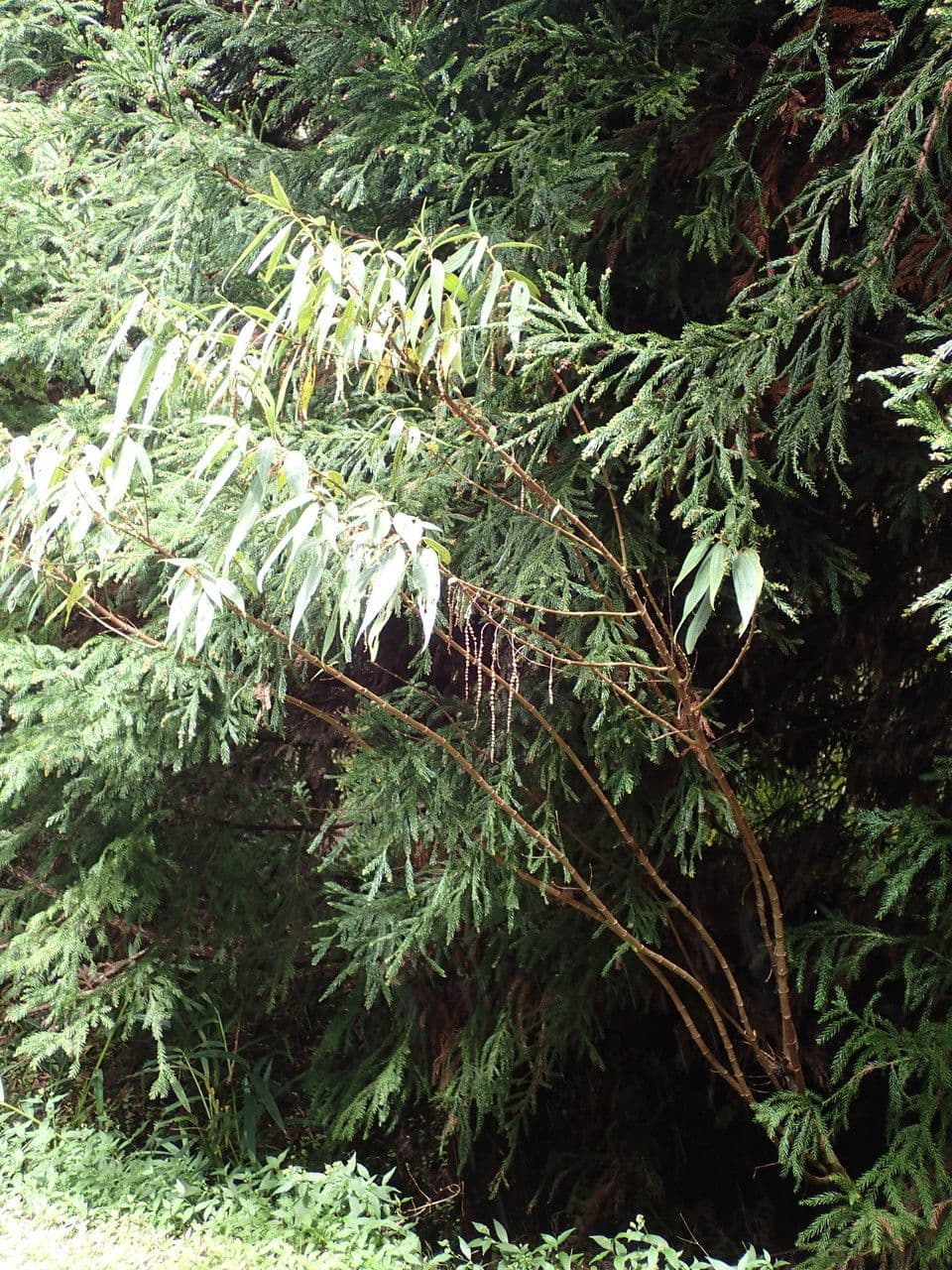 Ortica falsa pendula 14