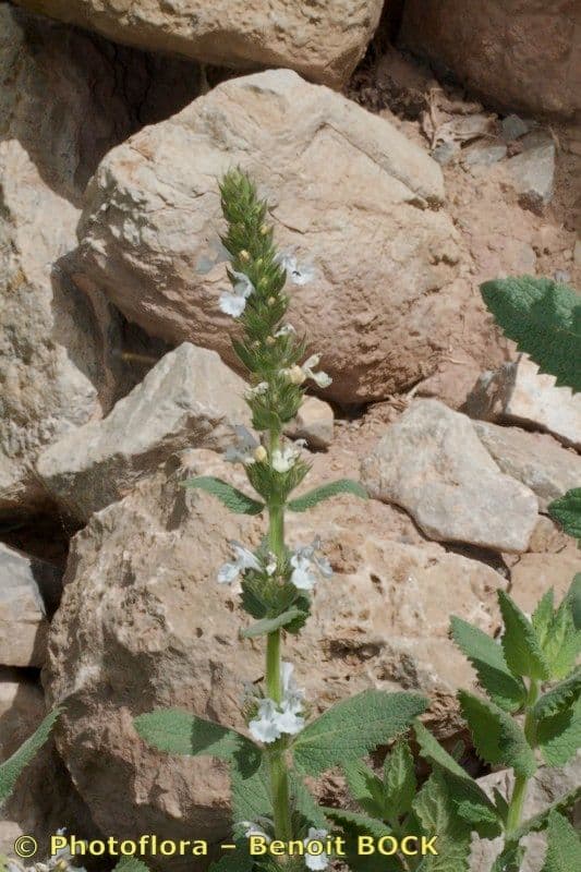 Menta gatuna 8
