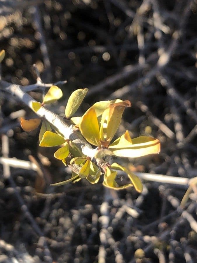Periploca laevigata 16