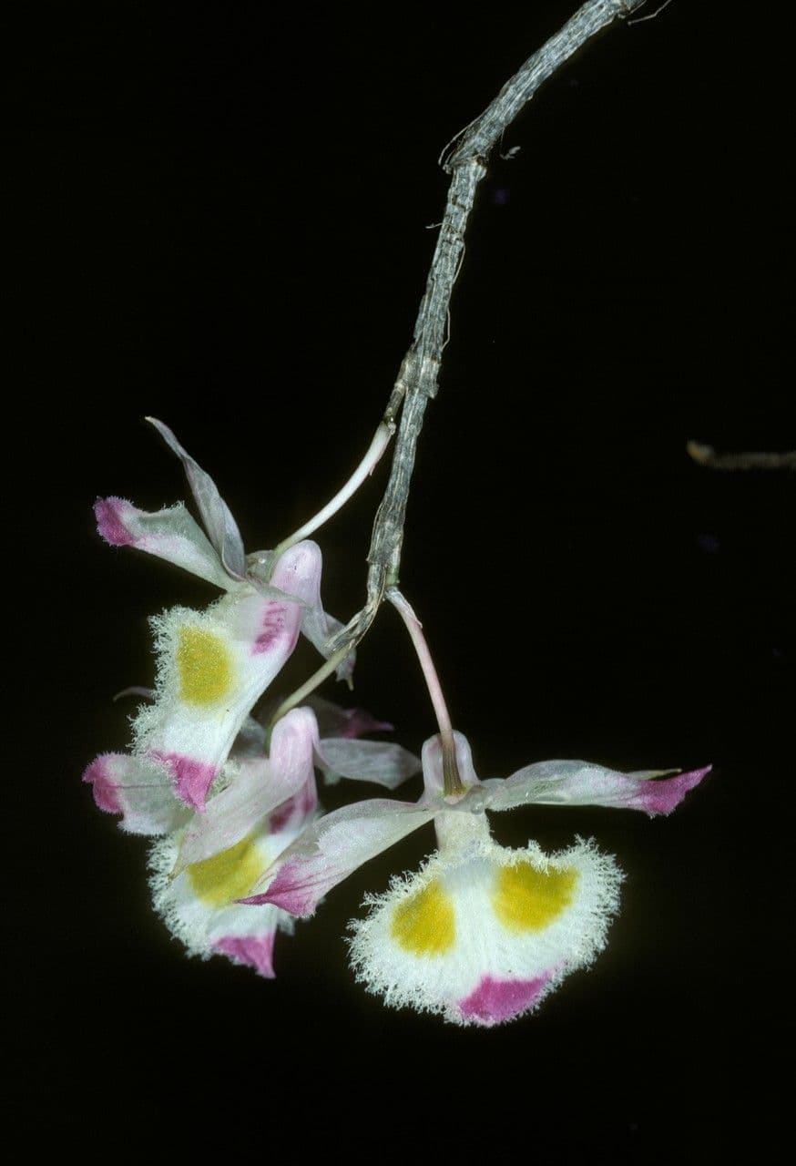 Dendrobium 2