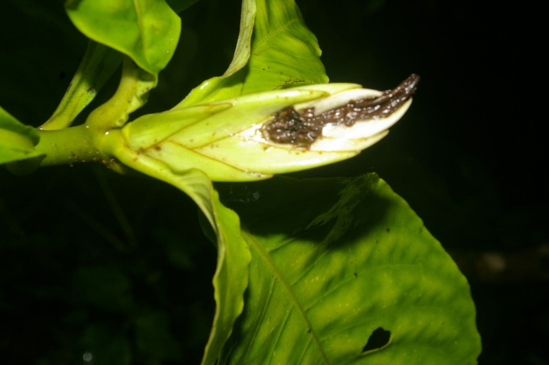 Aphelandra