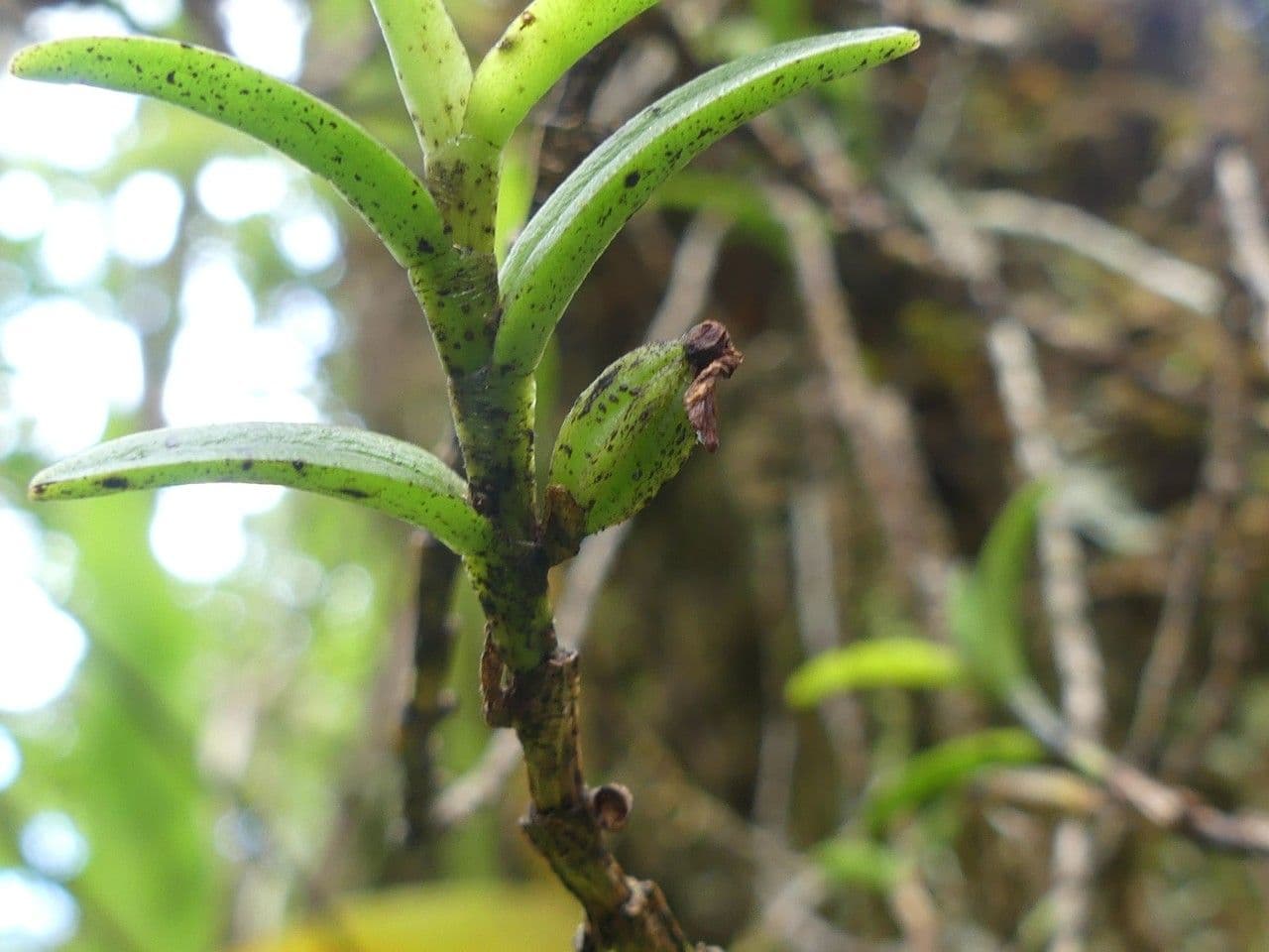 Angraecum 3