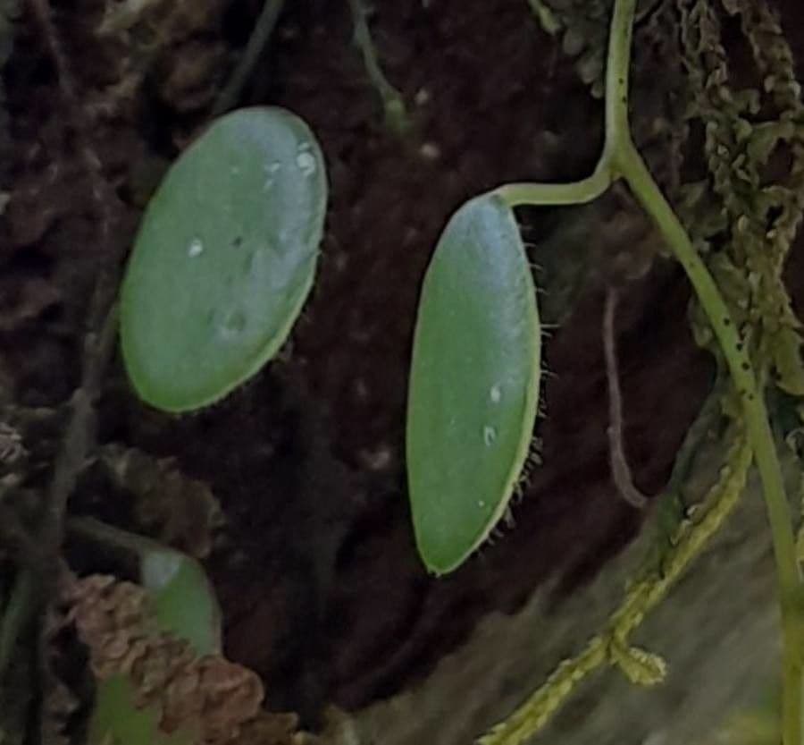 Peperomia 15